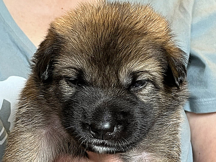 chinook puppy